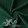 Dark Green #F1015 
