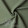 Olive #23-09 